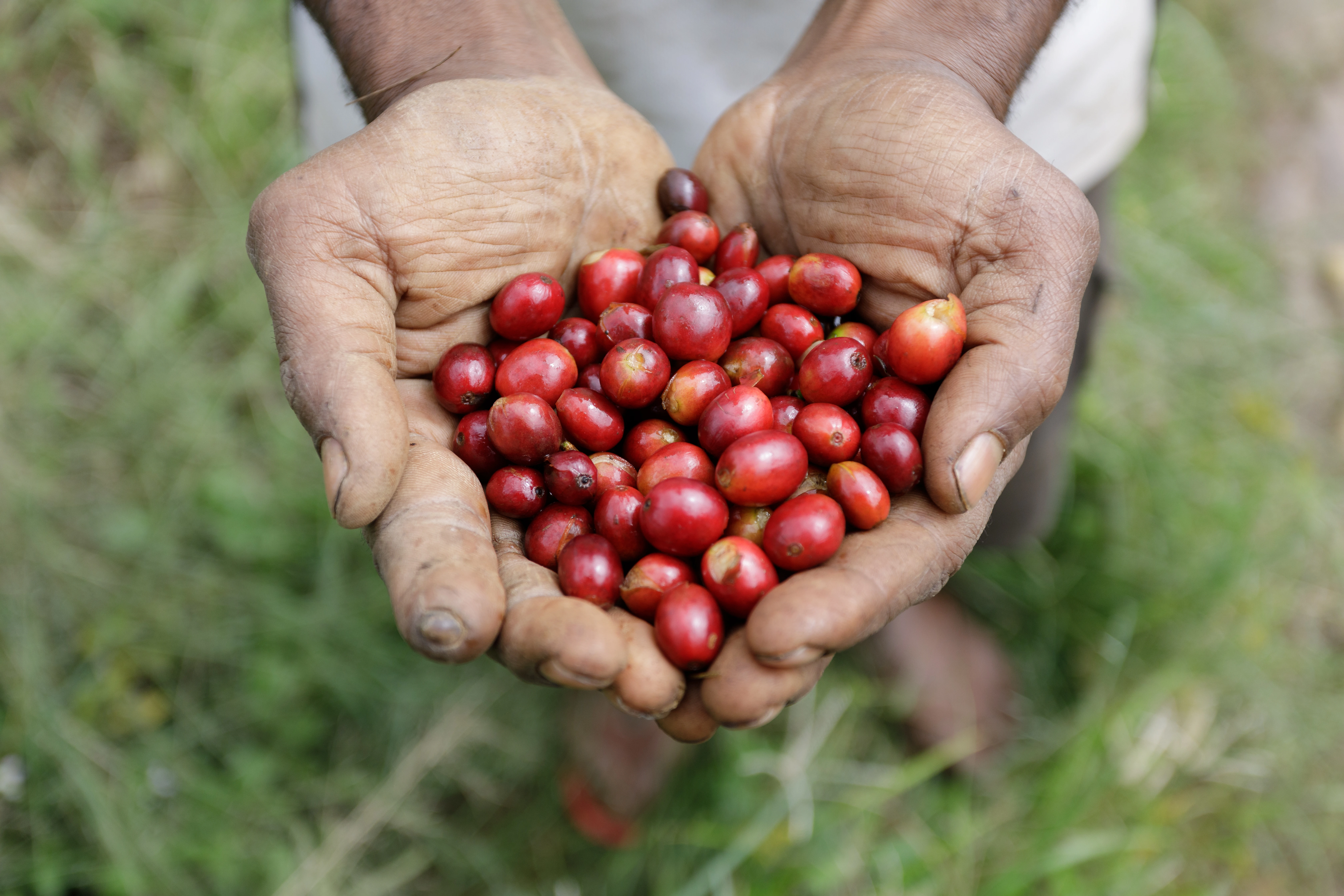 Coffee Hands